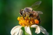 LES ABEILLES DE SAINT MICHEL